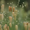 向島百花園
