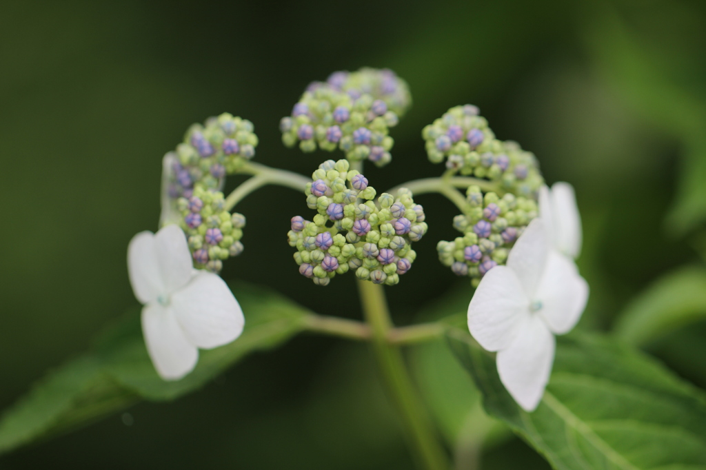 向島百花園