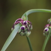 向島百花園