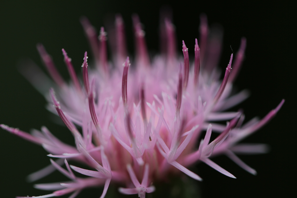 向島百花園