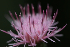 向島百花園