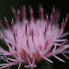 向島百花園