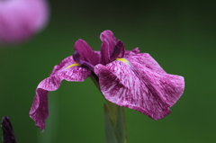 向島百花園