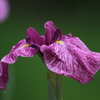 向島百花園