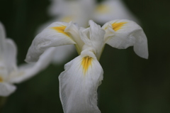 向島百花園