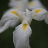 向島百花園