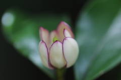 向島百花園