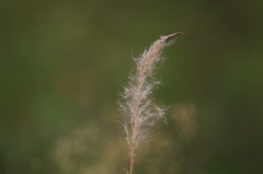 向島百花園