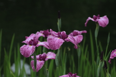 向島百花園