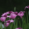 向島百花園