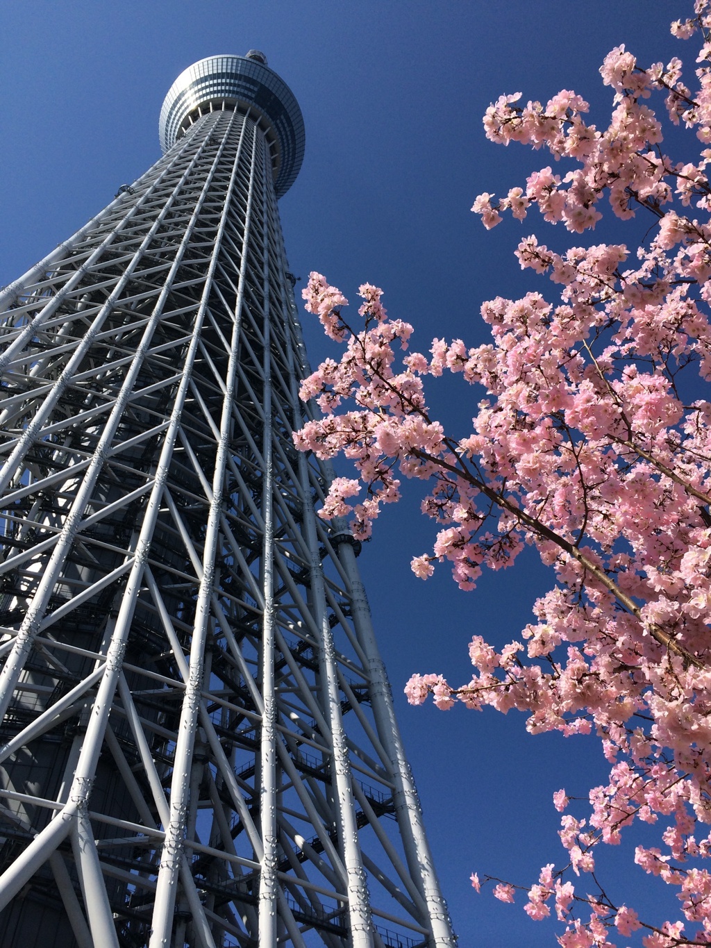 スカイツリー、春
