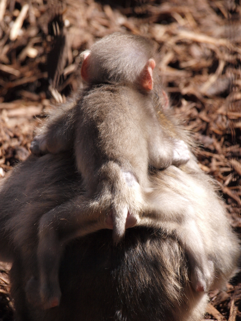 ちゃんとつかまって