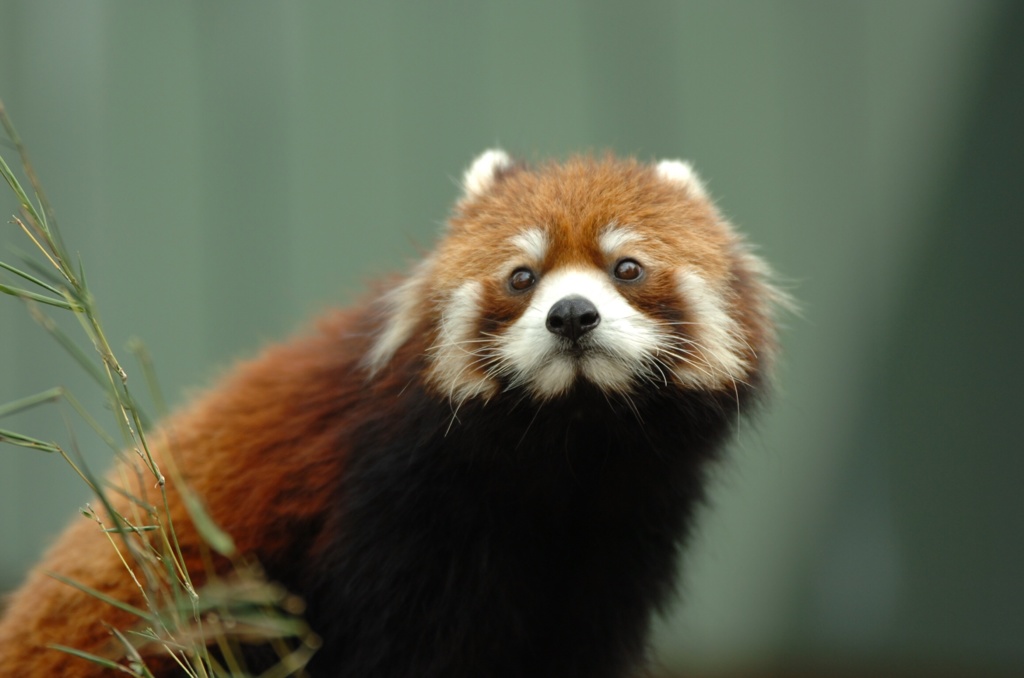旭山レッサーパンダ