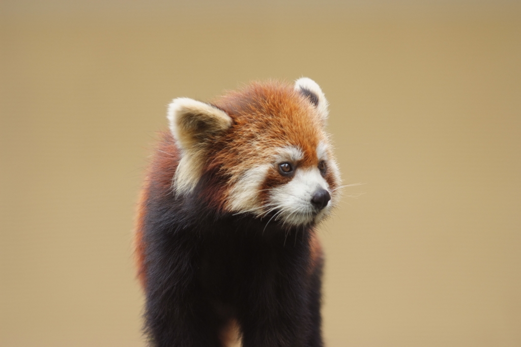 旭山動物園　レッサーパンダ
