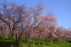 東川桜
