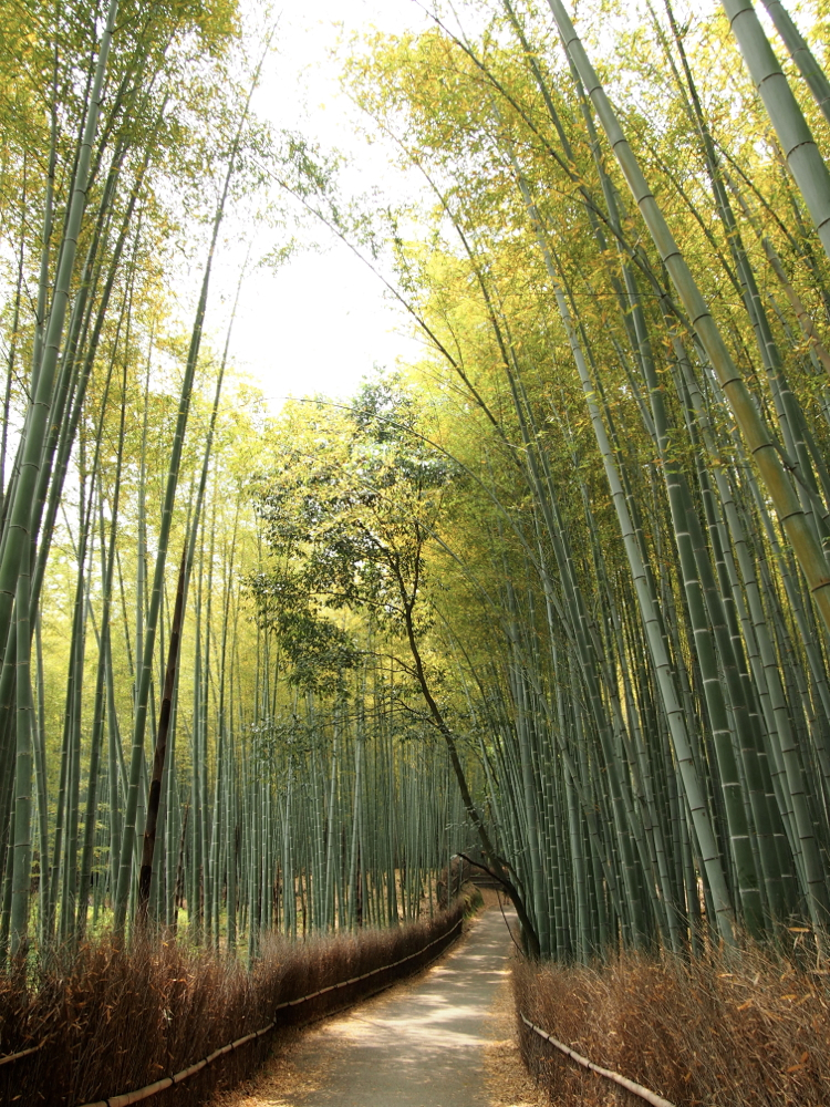 嵐山竹林