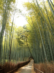 嵐山竹林