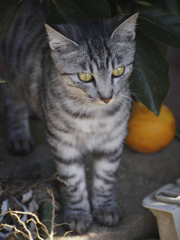 秋猫