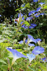 夏花