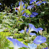 夏花