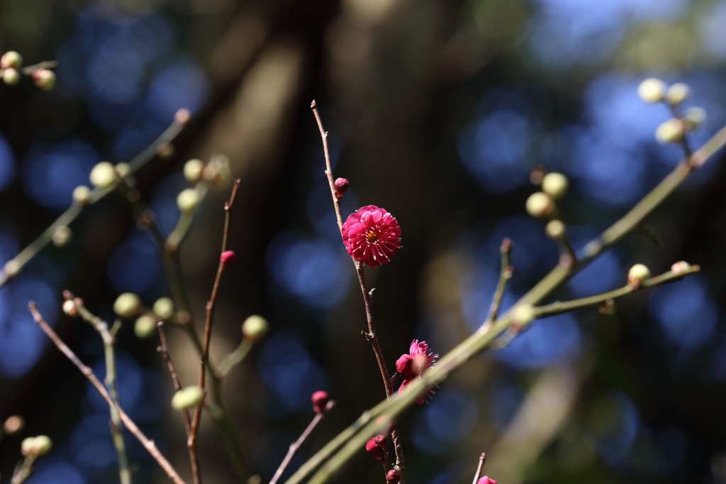 2013年　梅の花