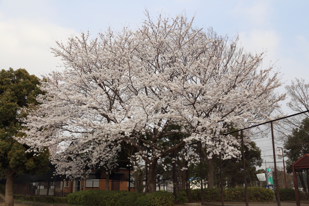 桜＠今川公園