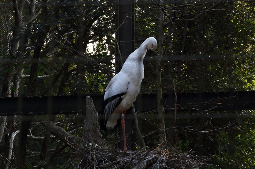 コウノトリ