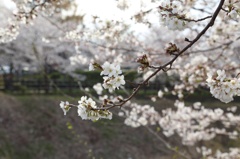 川沿いの満開桜