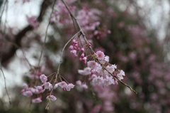枝垂れ桜＠今川公園