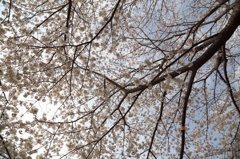 桜＠今川公園