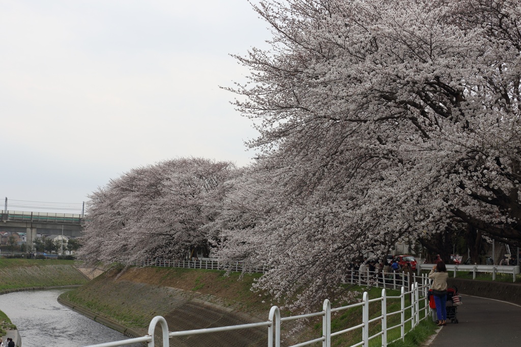 境川沿い