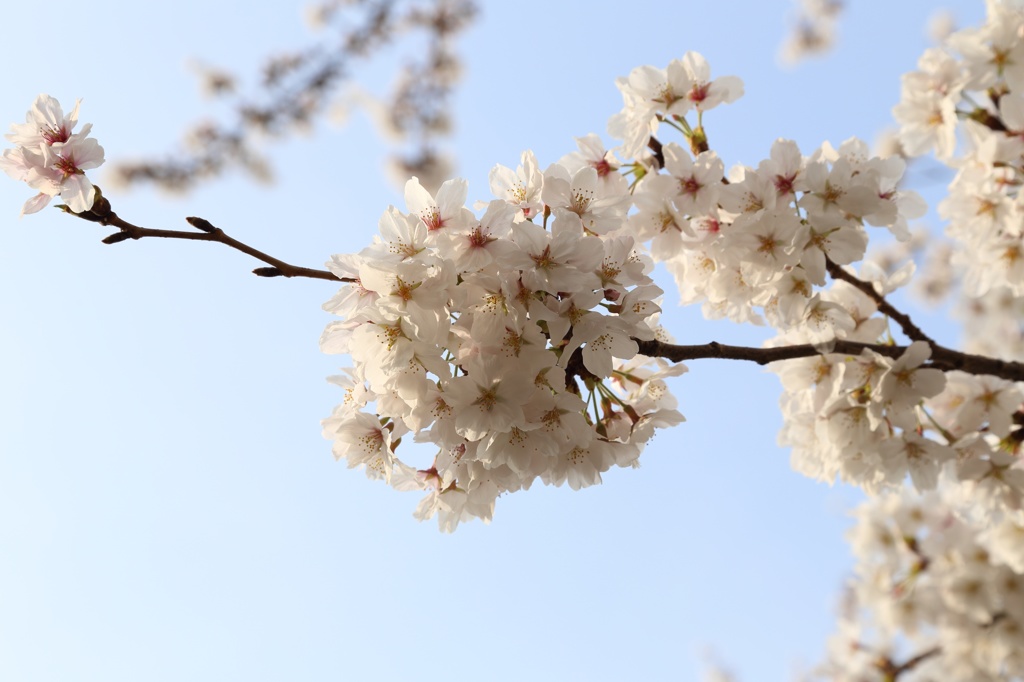 川沿いの満開桜