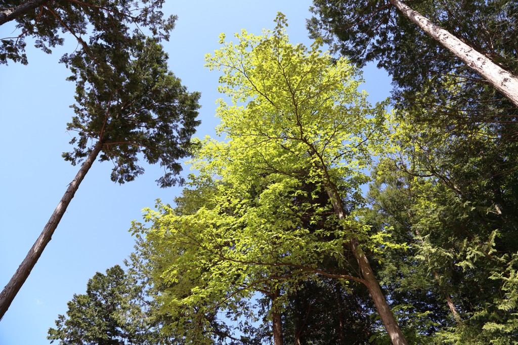 秩父　羊山公園の新緑