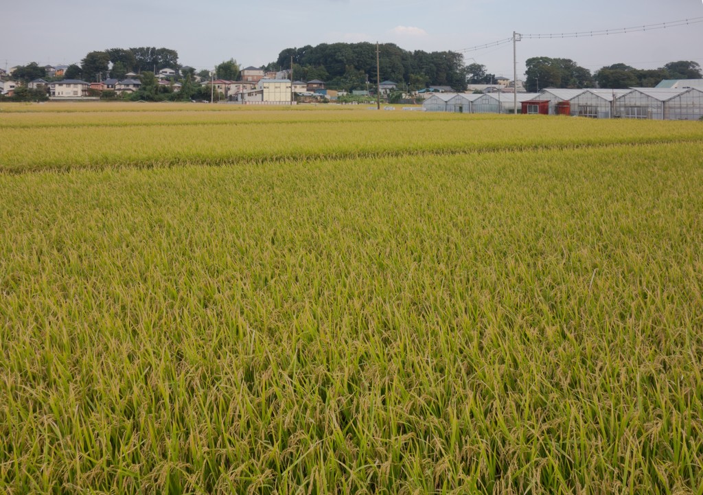 黄金色って良いですね