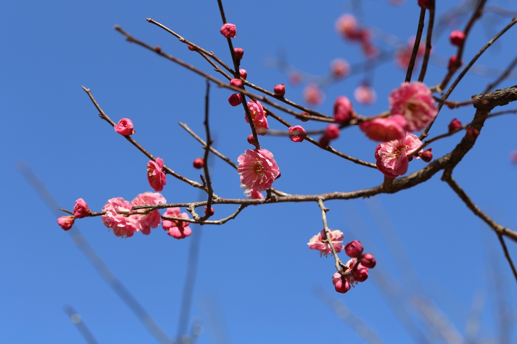 八重寒紅