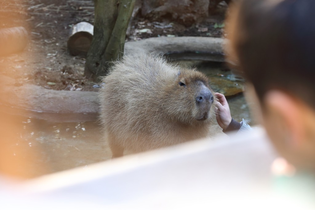 撫でてもらって嬉しそうなカピバラ