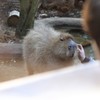 撫でてもらって嬉しそうなカピバラ