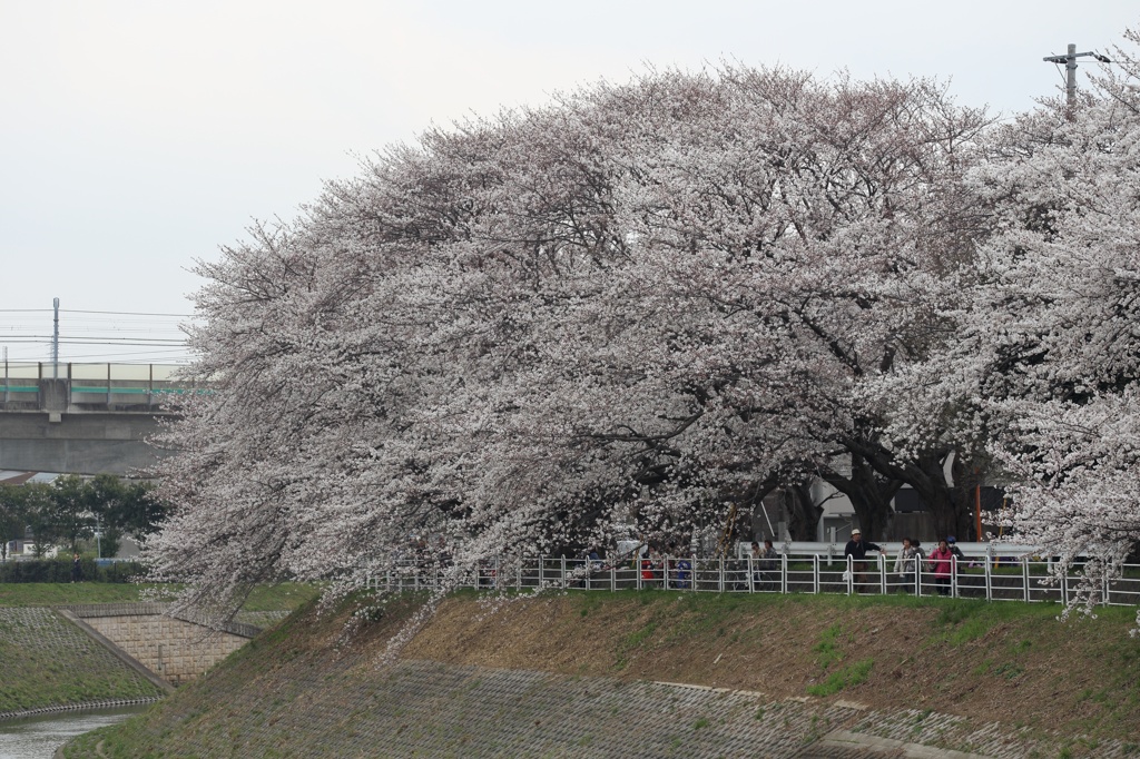 境川沿い