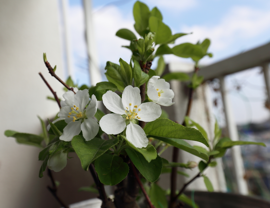 姫りんごの開花