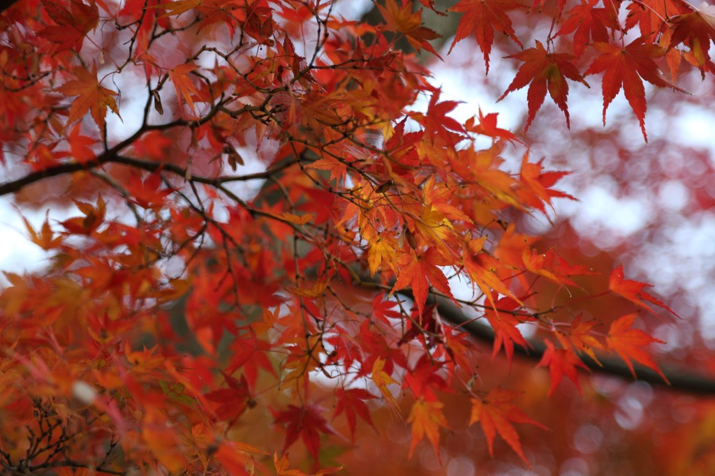 紅葉＠横浜