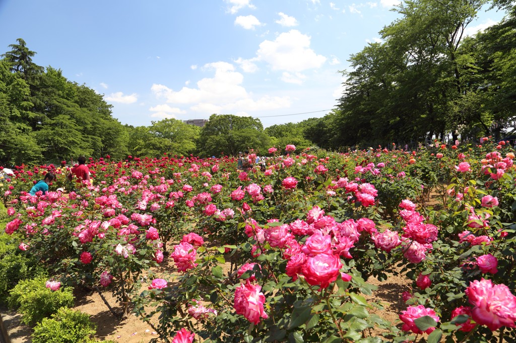 さいたま　与野公園のバラ 2014