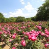 さいたま　与野公園のバラ 2014