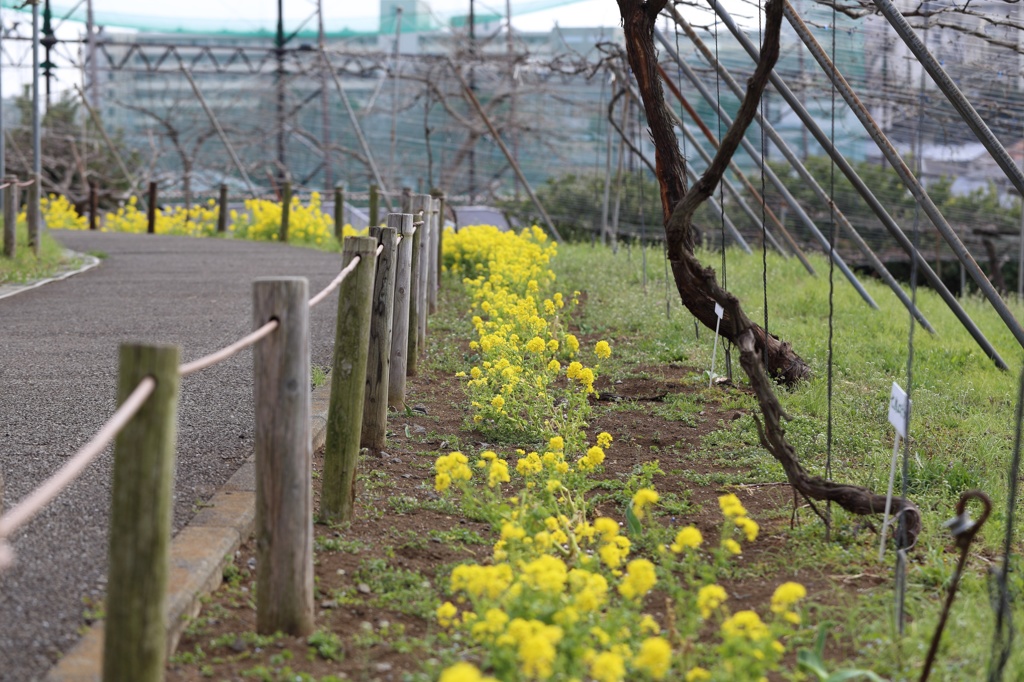 菜の花の道＠横浜こども植物園