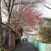 境川CR終点の梅