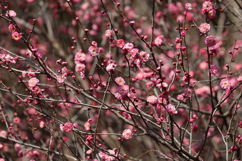 八重寒桜