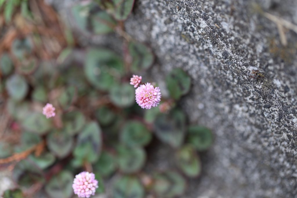 よく見る花（姫蔓蕎麦）