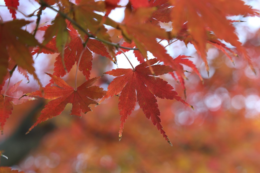 紅葉＠横浜