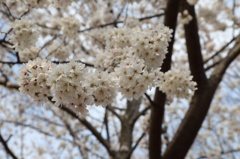 白蛇っぽい桜。