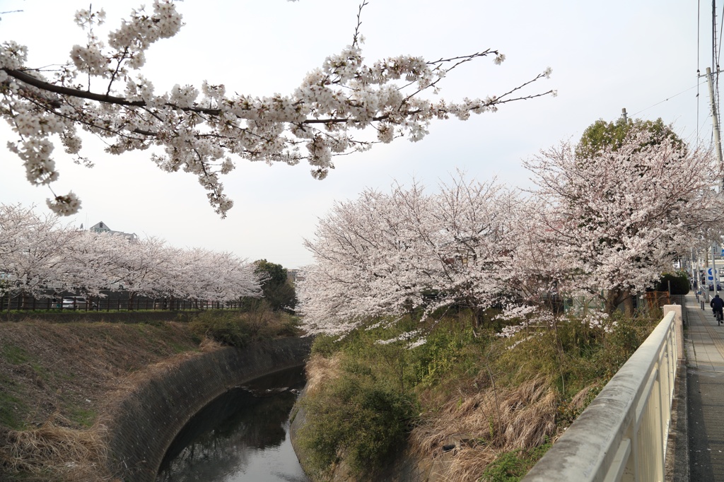 川沿いの満開桜