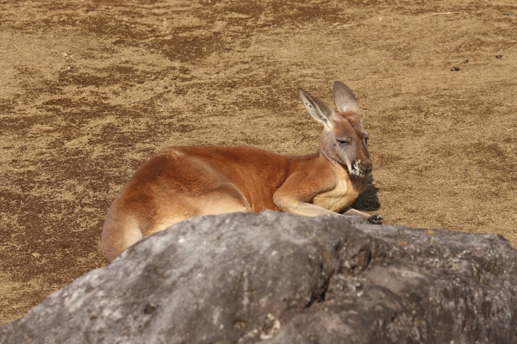 休憩中のアカカンガルー